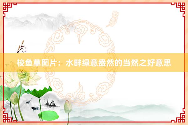 梭鱼草图片:水畔绿意盎然的当然之好意思